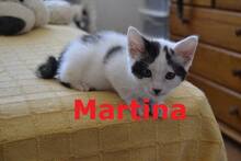 MARTINA, Katze, Europäisch Kurzhaar in Ruppertsweiler - Bild 1