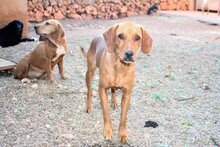 JALA, Hund, Mischlingshund in Spanien - Bild 1
