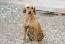 JALA, Hund, Mischlingshund in Spanien - Bild 2