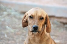 JALA, Hund, Mischlingshund in Spanien - Bild 3