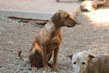 JALA, Hund, Mischlingshund in Spanien - Bild 4