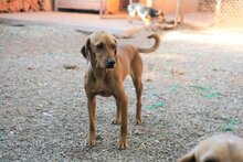 JALA, Hund, Mischlingshund in Spanien - Bild 5