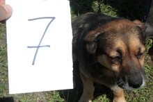 DIRASO, Hund, Mischlingshund in Rumänien - Bild 1