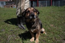 DIRASO, Hund, Mischlingshund in Rumänien - Bild 2