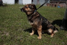 DIRASO, Hund, Mischlingshund in Rumänien - Bild 3