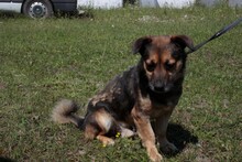 DIRASO, Hund, Mischlingshund in Rumänien - Bild 4