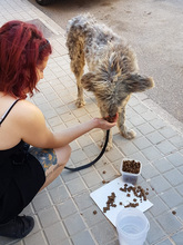 SAURON, Hund, Mischlingshund in Spanien - Bild 2