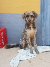 SAURON, Hund, Mischlingshund in Spanien - Bild 3