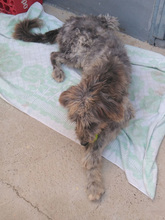 SAURON, Hund, Mischlingshund in Spanien - Bild 4