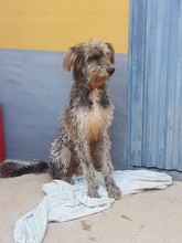 SAURON, Hund, Mischlingshund in Spanien - Bild 5
