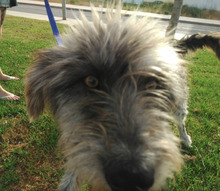 SAURON, Hund, Mischlingshund in Spanien - Bild 6