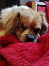 OSKAR, Hund, Pekingese-Mix in Bruchköbel - Bild 14