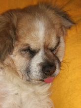 OSKAR, Hund, Pekingese-Mix in Bruchköbel - Bild 2