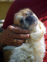 OSKAR, Hund, Pekingese-Mix in Bruchköbel - Bild 5