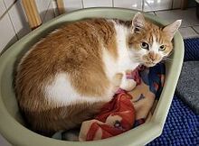 SALOMON, Katze, Hauskatze in Großröhrsdorf - Bild 2