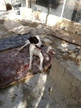 MACU, Hund, Mischlingshund in Spanien - Bild 10
