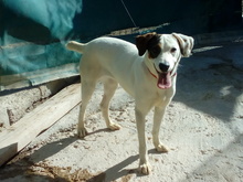 MACU, Hund, Mischlingshund in Spanien - Bild 2