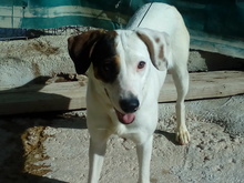 MACU, Hund, Mischlingshund in Spanien - Bild 4