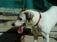 MACU, Hund, Mischlingshund in Spanien - Bild 5
