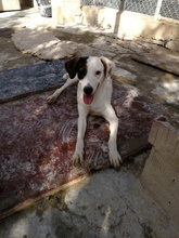 MACU, Hund, Mischlingshund in Spanien - Bild 8