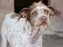 SOLA, Hund, Mischlingshund in Wallertheim - Bild 10