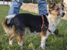 PETRI, Hund, Mischlingshund in Spanien - Bild 2