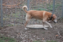SENIOR, Hund, Mischlingshund in Bielefeld - Bild 3