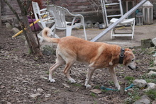 SENIOR, Hund, Mischlingshund in Bielefeld - Bild 4