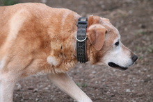 SENIOR, Hund, Mischlingshund in Bielefeld - Bild 5