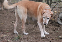 SENIOR, Hund, Mischlingshund in Bielefeld - Bild 8