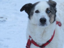 PAULA, Hund, Siberian Husky-Hütehund-Mix in Lohra-Reimershausen - Bild 1