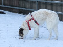 PAULA, Hund, Siberian Husky-Hütehund-Mix in Lohra-Reimershausen - Bild 2