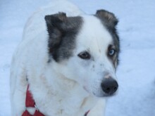 PAULA, Hund, Siberian Husky-Hütehund-Mix in Lohra-Reimershausen - Bild 3