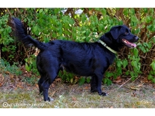 NERO, Hund, Mischlingshund in Lehrte - Bild 5