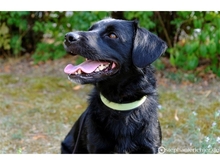 NERO, Hund, Mischlingshund in Lehrte - Bild 6