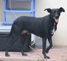JUNE, Hund, Mischlingshund in Spanien - Bild 10
