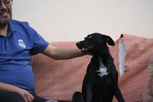 JUNE, Hund, Mischlingshund in Spanien - Bild 11