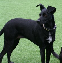 JUNE, Hund, Mischlingshund in Spanien - Bild 4