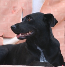 JUNE, Hund, Mischlingshund in Spanien - Bild 8