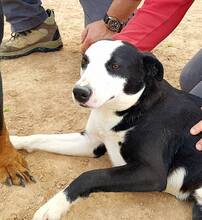 DYLAN, Hund, Border Collie in Spanien - Bild 2