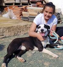 DYLAN, Hund, Border Collie in Spanien - Bild 3