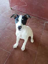 SEMPAI, Hund, Mischlingshund in Spanien - Bild 5