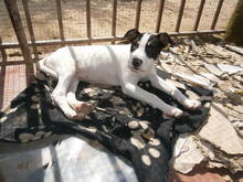 SEMPAI, Hund, Mischlingshund in Spanien - Bild 6