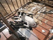 SEMPAI, Hund, Mischlingshund in Spanien - Bild 7