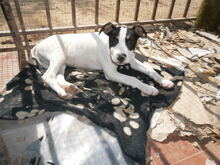 SEMPAI, Hund, Mischlingshund in Spanien - Bild 8