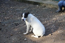 SEMPAI, Hund, Mischlingshund in Mülheim - Bild 4