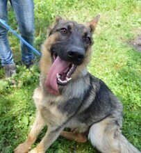 ALEX, Hund, Deutscher Schäferhund in Slowakische Republik - Bild 1