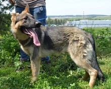 ALEX, Hund, Deutscher Schäferhund in Slowakische Republik - Bild 2
