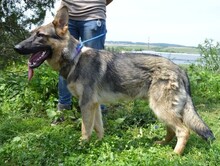 ALEX, Hund, Deutscher Schäferhund in Slowakische Republik - Bild 3