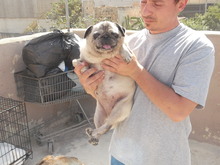 DUCIA, Hund, Mops in Malta - Bild 1